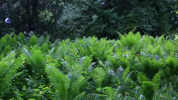 돌리 촬영 퍼시픽 노스 웨스트 숲입니다. 돌리 무성 한, 평화로운 북 서 초 성장 온화한 비-숲에서 촬영. 열 대 기후에 녹색 화분. — 비디오