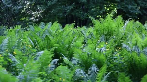 Dolly Shot Pacific Northwest Forest. Une poupée tirée dans une luxuriante forêt pluviale tempérée du nord-ouest du Pacifique. Fougère verte dans un climat tropical .