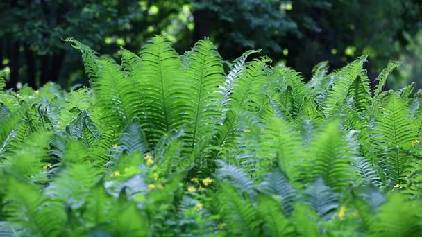 Dolly Shot Pacific Northwest Forest. Une poupée tirée dans une luxuriante forêt pluviale tempérée du nord-ouest du Pacifique. Fougère verte dans un climat tropical .
