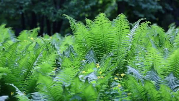 Dolly Shot Pacific Northwest Forest. Une poupée tirée dans une luxuriante forêt pluviale tempérée du nord-ouest du Pacifique. Fougère verte dans un climat tropical .