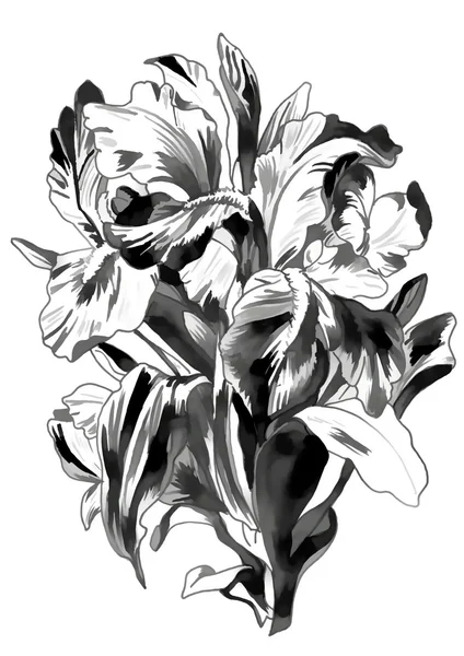 Это черно-белый рисунок ирисов — стоковое фото