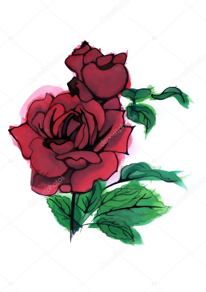 Images Of Rose Flower Drawing Colour