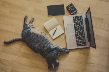 Ev konsepti - kedi dizüstü bilgisayarın yanında yerde yatıyordu