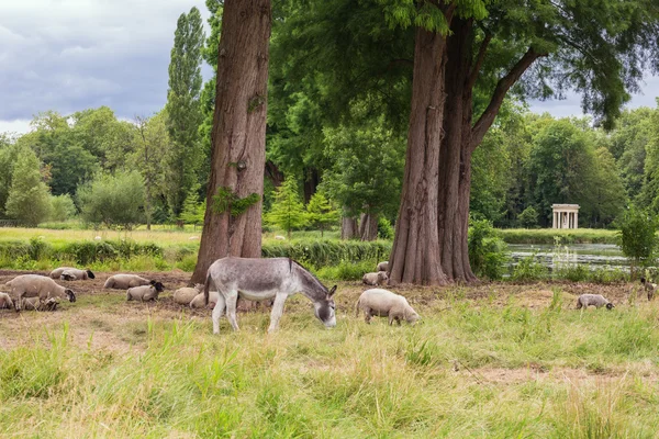 农场动物的英国花园 — 图库照片