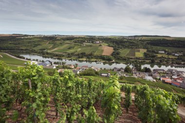 Üzüm bağları Moselle kıyısında