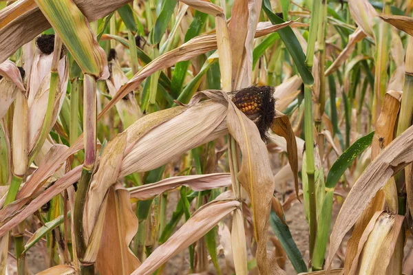 Maize on a stalk — Stock Photo, Image