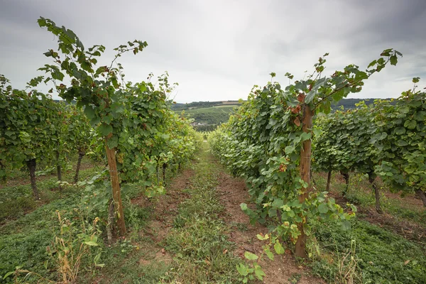 Vinice v řádcích — Stock fotografie