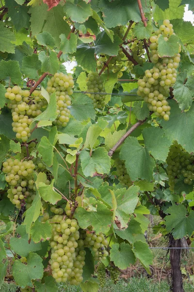 Weiße Trauben an einem Weinstock — Stockfoto