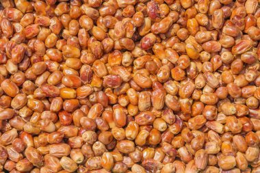 Güneşte kurutulmuş tarihleri