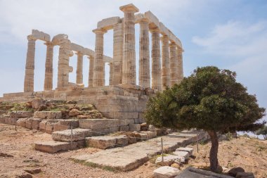 Bir zeytin ağacı ile Poseidon Tapınağı