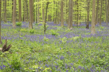 Underwood eğrelti otları ve bluebells