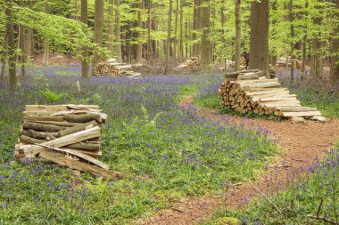 Firewood piled up in the forest clipart