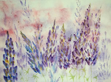Blueish lupines izlenimi.