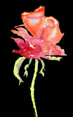 Saf bir yan görünüm siyah bir arka plan karşı yükseldi. 