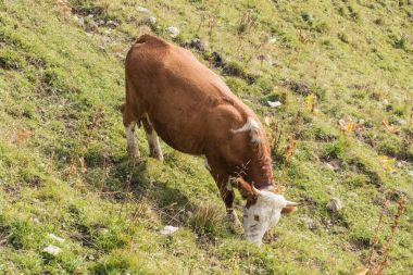 Otlatma inek yan görünüm