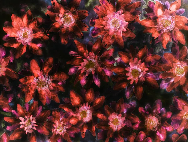Feld Beleuchteter Roter Gänseblümchen Dunkeln Die Tupftechnik Kantennähe Verleiht Durch — Stockfoto