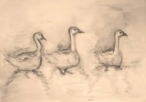 Drie Gans Sepia Tinten Deppen Techniek Geeft Een Zachte Focus — Stockfoto