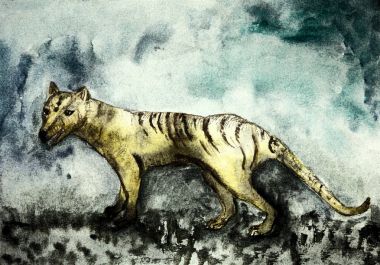 Tazmanya tiger yıpranmış. Kenarlarına yakın dabbing teknik kağıt değişmiş yüzey pürüzlülüğü nedeniyle yumuşak odak etkisi verir.
