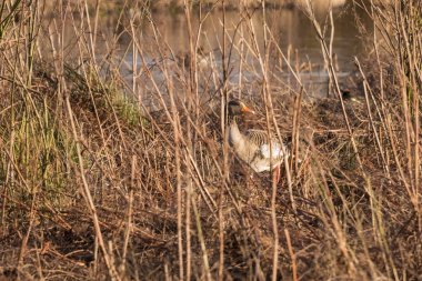 Saklanma yerini Mechelen yakınındaki bataklık bir düşük kışlık güneşte çıkan yaban ördeği