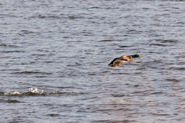 Mallard taking off with wild flapping wings in the marshland near Mechelen