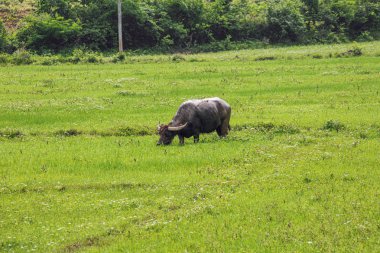 Guilin yakınlarındaki Yangshuo civarındaki bir tarlada bufalo otluyor.