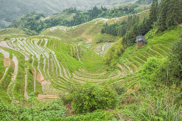 Terraços Arroz Curvos Aldeia Ping Ancun Área Longsheng Perto Guilin — Fotografia de Stock