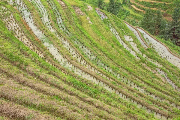 Perto Campos Arroz Colhidos Aldeia Ping Ancun Área Longsheng Perto — Fotografia de Stock