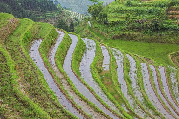 Close Flooded Rice Terraces Ping Ancun Village Longsheng Area Guilin — Stock Photo, Image