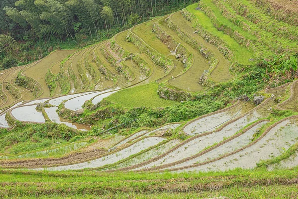 Close Rice Terraces Next Forest Ping Ancun Village Longsheng Area — Stock Photo, Image