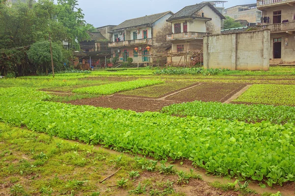 Cultivos Que Salen Jardines Parcelas Casco Antiguo Daxuzhen — Foto de Stock