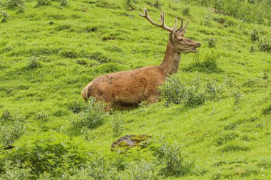 Yarı gizli Dağda kızıl geyik