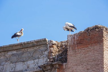 Marakeş duvarının tepesindeki yuvalarının etrafında iki leylek