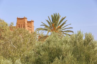 Ait Benhaddou Çarı 'nda vaha üzerinde yükselen palmiye ağacı.