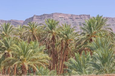 Othmane vahasının palmiye ağaçlarında asılı kırmızı hurmalar Agdz ve Zagora arasındaki 9. yolda.