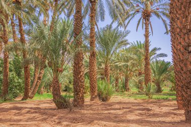 Agdz ve Zagora arasındaki 9. yolda Othmane vahasında, palmiye ağaçlarının altında luzerne yetiştiriliyor.