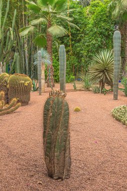 Editör: Marakeş, Fas, 11 Ekim 2019 - Marakeş 'in merkezindeki Majorelle Garden' da bir kaktüs