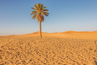 Yalnız palmiye ağacı batan güneşin ışığında Erg Chebbi 'nin kum denizinde