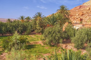 Ait Benhaddou Çarı 'ndaki vahada yemyeşil bir bitki örtüsü.