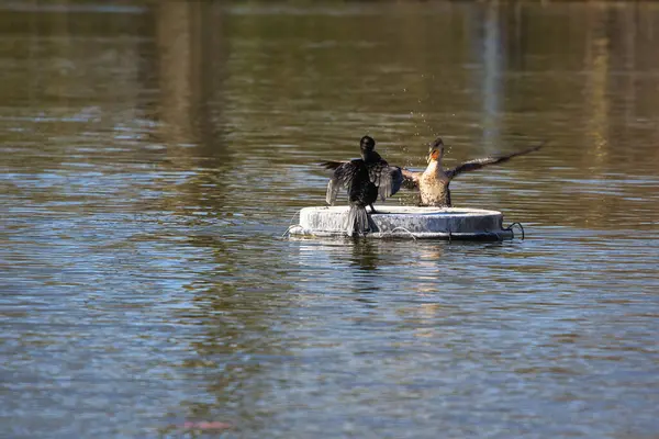 Two Cormorants Fighting Island Pond Fierce Fight Causes Some Motion — Stock Photo, Image