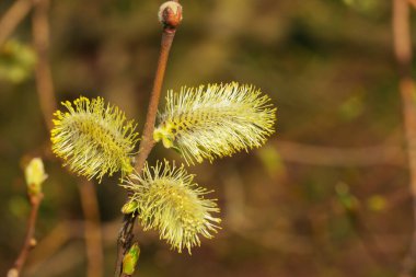 Marco Manzaralı Keçi Söğüt 'ün erkek Catkins' i ve Catkins 'in seçici odak noktası.