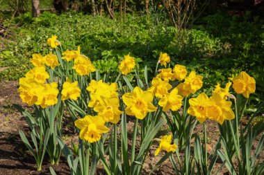 Yatağın ortasında seçici bir odak noktası olan güneşte narsist çiçeklerden bir yatak.