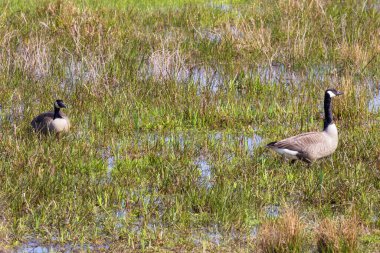 Mechelen yakınlarındaki bataklıkta yürüyen iki Kanada kazı.