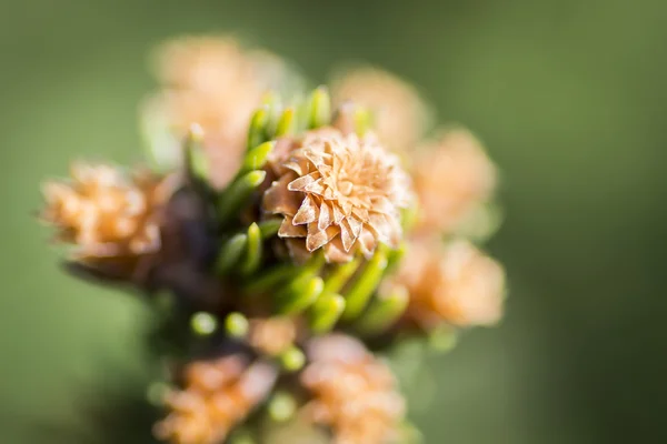 Coni di alberi decorativi — Foto Stock