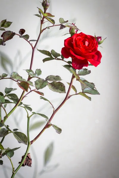 Красная роза как интерьер — стоковое фото