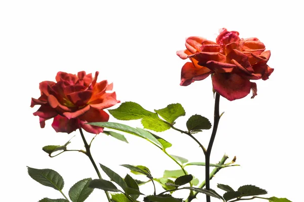 Декоративная роза крупным планом — стоковое фото