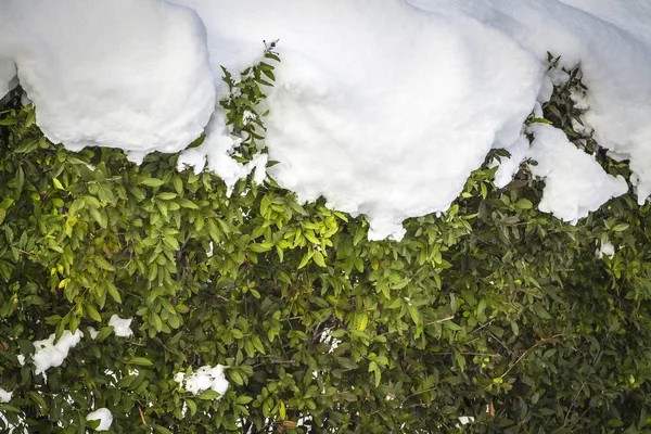 緑の茂みで雪が降る — ストック写真