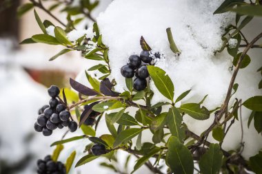 Yeşil çalılar üzerinde kar