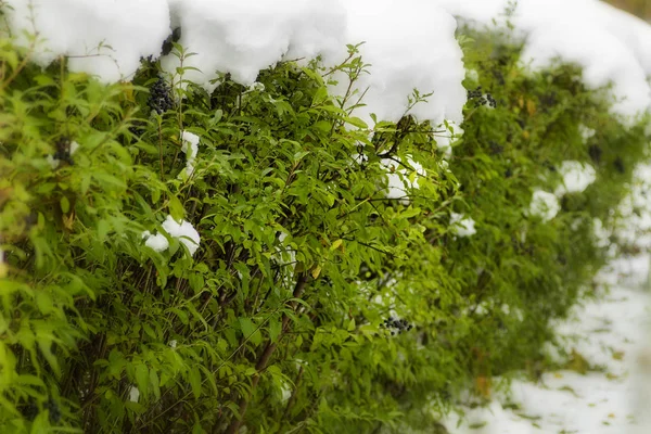 緑の茂みで雪が降る — ストック写真