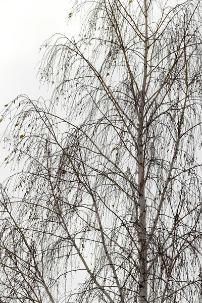 Kahle Birke Nahaufnahme — Stockfoto