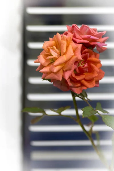 Роза на подоконнике — стоковое фото
